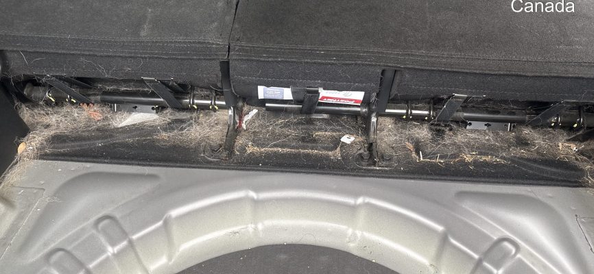 Pet Hair between the seats